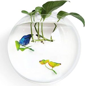 Akvarier og fiskeskåle |   Betta Fiskebowl 11,8 Tommer, Vægmonteret Betta Fisk Lille Akvarium, Hængende Plastik Vægsmykke Til Plante Fisk Ãkosystem (1 Gallon)