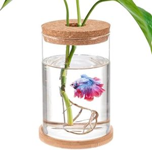 Akvarier og fiskeskåle |   Betta Fisketank – Mini Skåle til Betta Fisk, Aquaponisk Fisketank Klar Hydroponisk Plante Terrarium til Fremme af Ãkosystem Aquatic Ãkosystem – 6,7″ H 3,9″ D