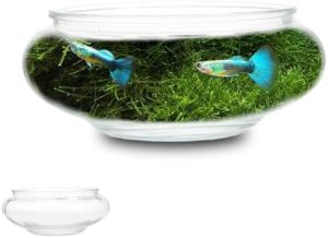 Akvarier og fiskeskåle |   Glas Fiskeskål: Hydroponisk Plantepotte Lotus Hydroponisk Beholder Klar Glas Fisketank Lille Fisketank Glas Rundt Akvarium Til Guldfisk Betta