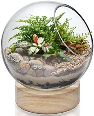 Akvarier og fiskeskåle |   Glas Terrarium Lysestage Boble Skål Med Træbund (H:20 cm B:16,5 cm) | Unik Fiskeskål Akvarium Med Træstativ | Plante Bobledome | Slikskål Opbevaringsbeholder